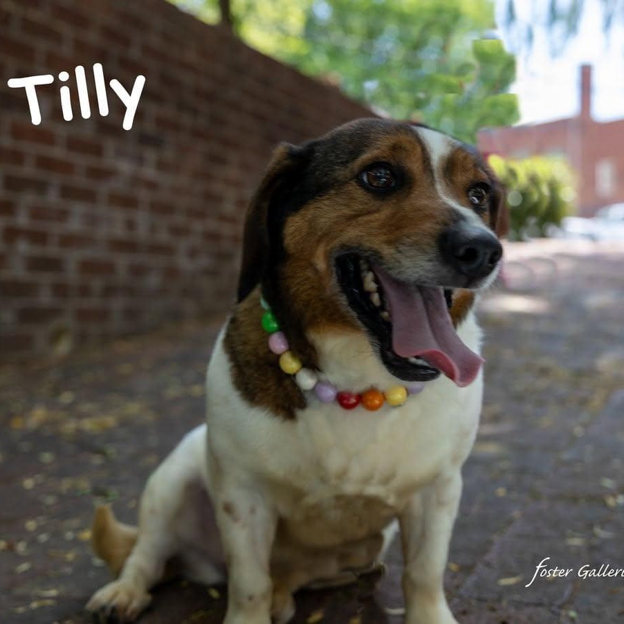 Tilly, a ADOPTABLE mixed breed in Greeneville, TN image 2/5