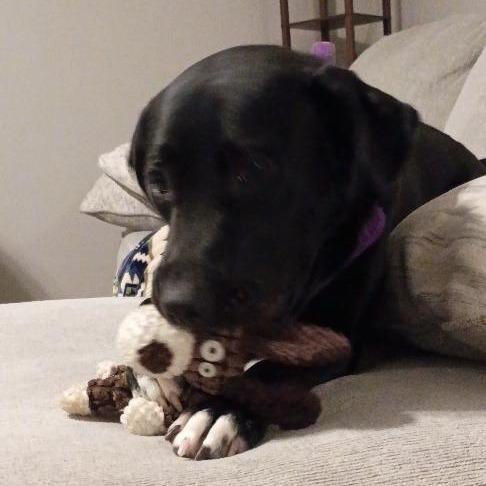 Stormy, Adoptable, Young Female Black Labrador Retriever & Mixed Breed.