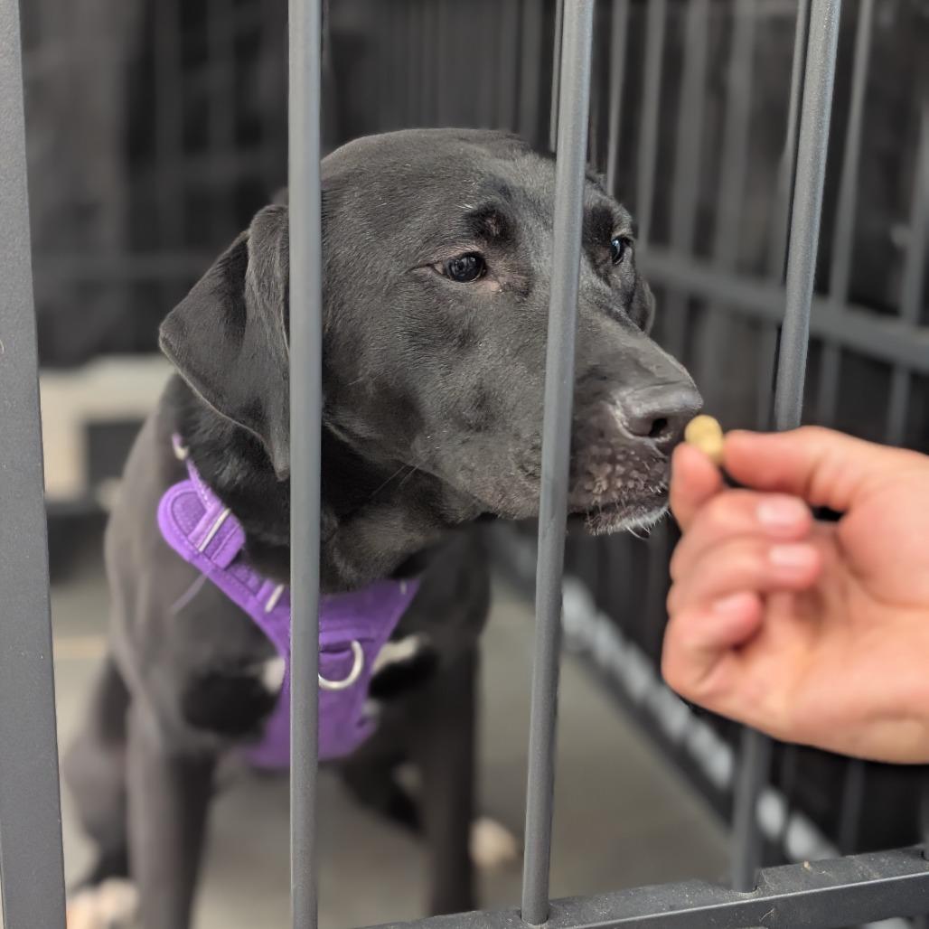 Stormy, Adoptable, Young Female Black Labrador Retriever & Mixed Breed.
