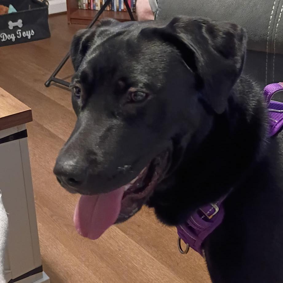 Enlarge Stormy, a Adoptable mixed breed in Lenoir, NC image 2/5