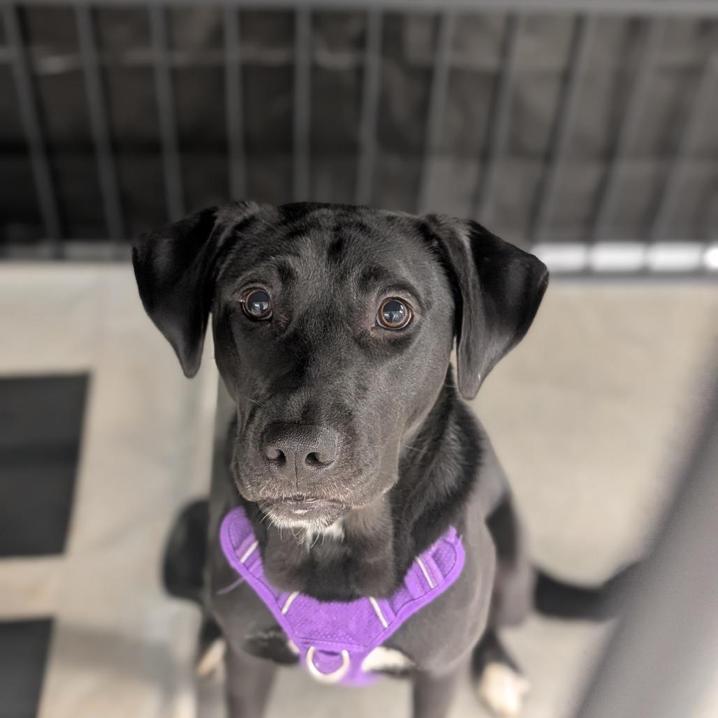 Enlarge Stormy, a Adoptable mixed breed in Lenoir, NC image 3/5