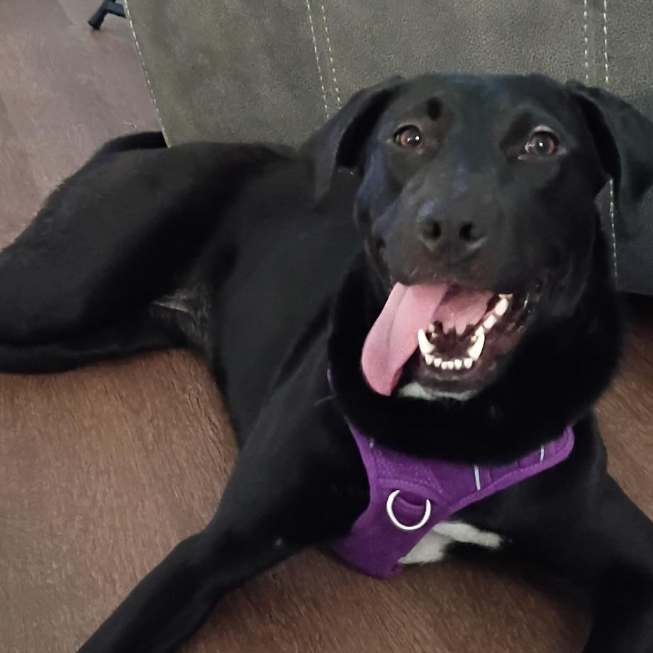 Enlarge Stormy, a Adoptable mixed breed in Lenoir, NC image 4/5