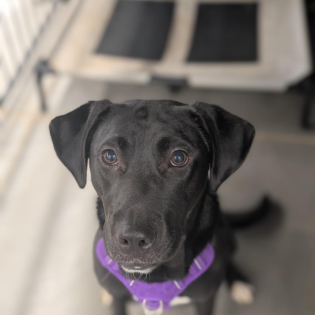 Enlarge Stormy, a Adoptable mixed breed in Lenoir, NC image 5/5