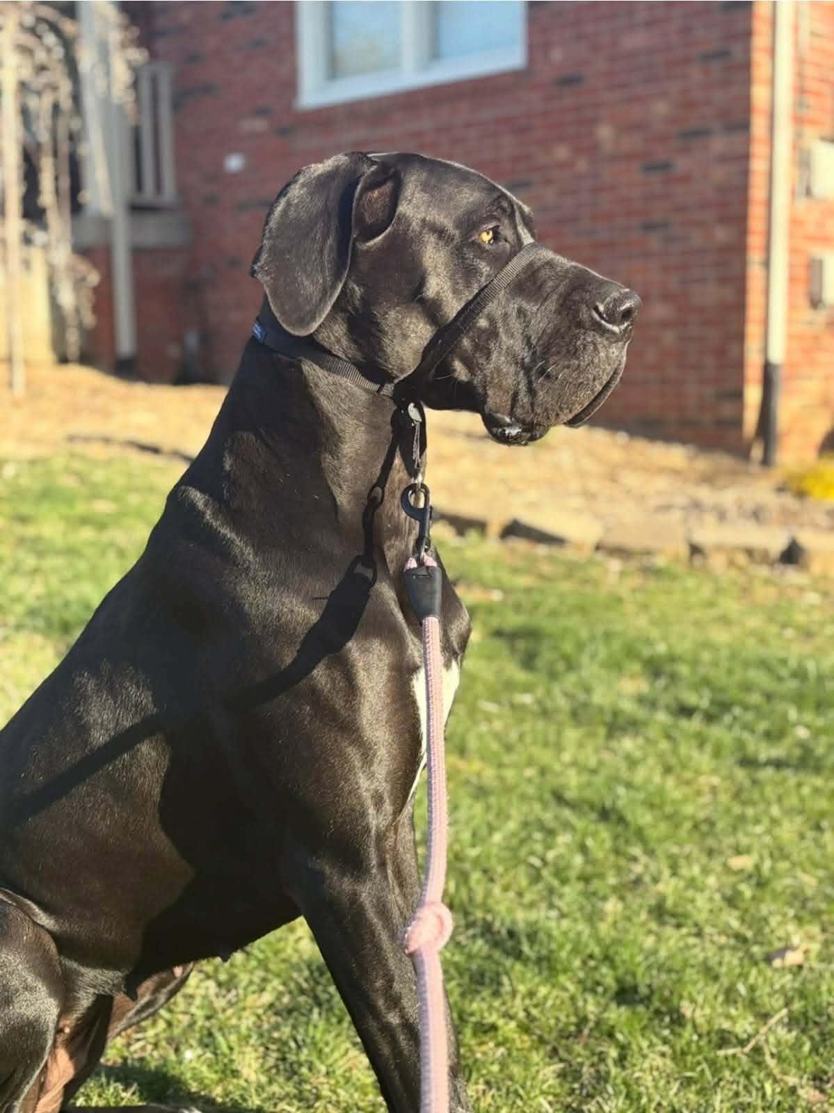 Enlarge Jovi, a Adoptable Great Dane in Rockport, IN image 3/6