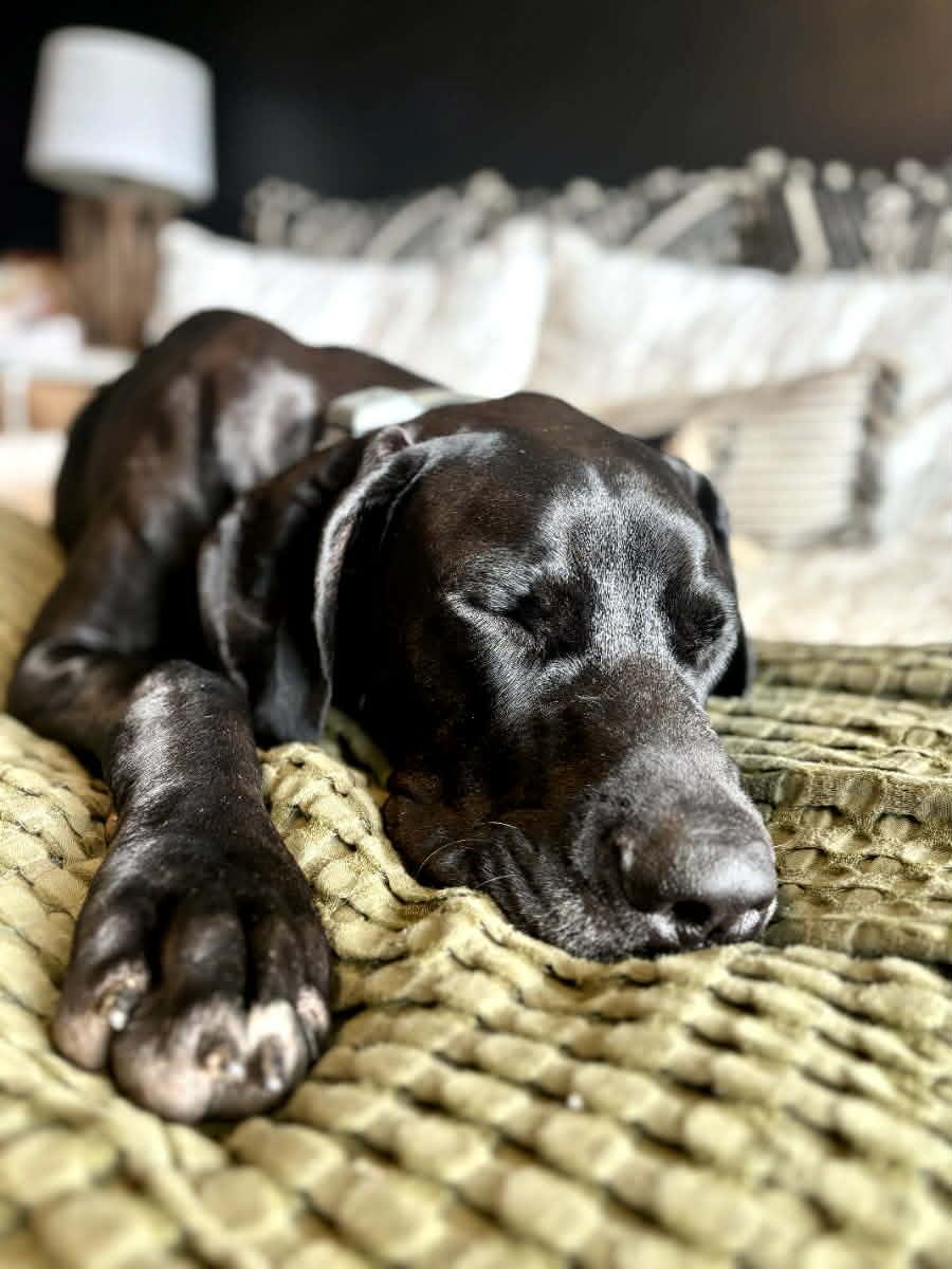 Enlarge Jovi, a Adoptable Great Dane in Rockport, IN image 4/6