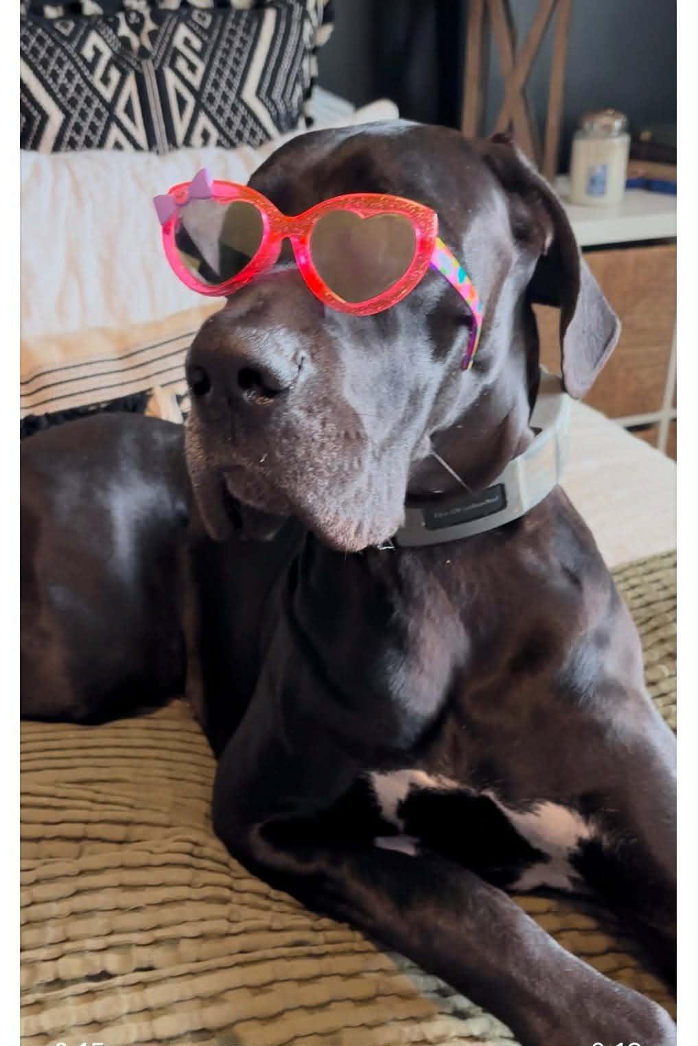 Enlarge Jovi, a Adoptable Great Dane in Rockport, IN image 2/6