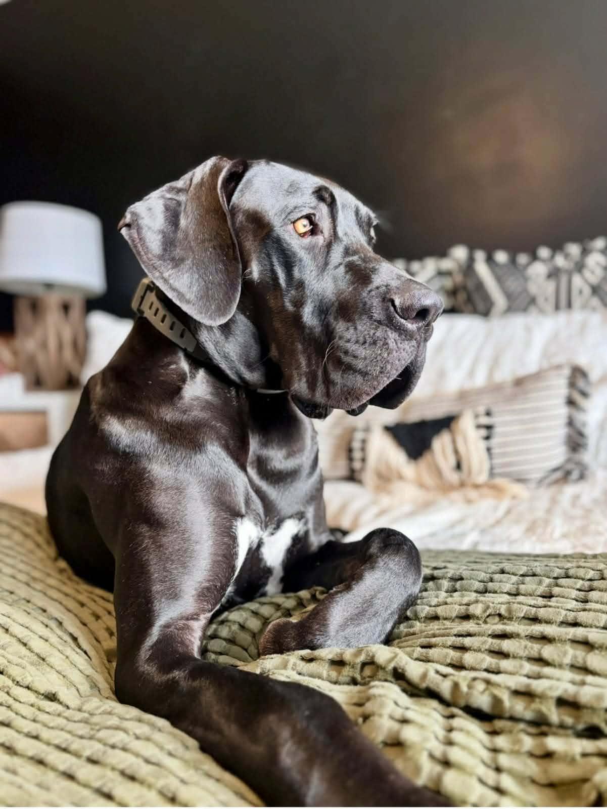 Enlarge Jovi, a Adoptable Great Dane in Rockport, IN image 1/6