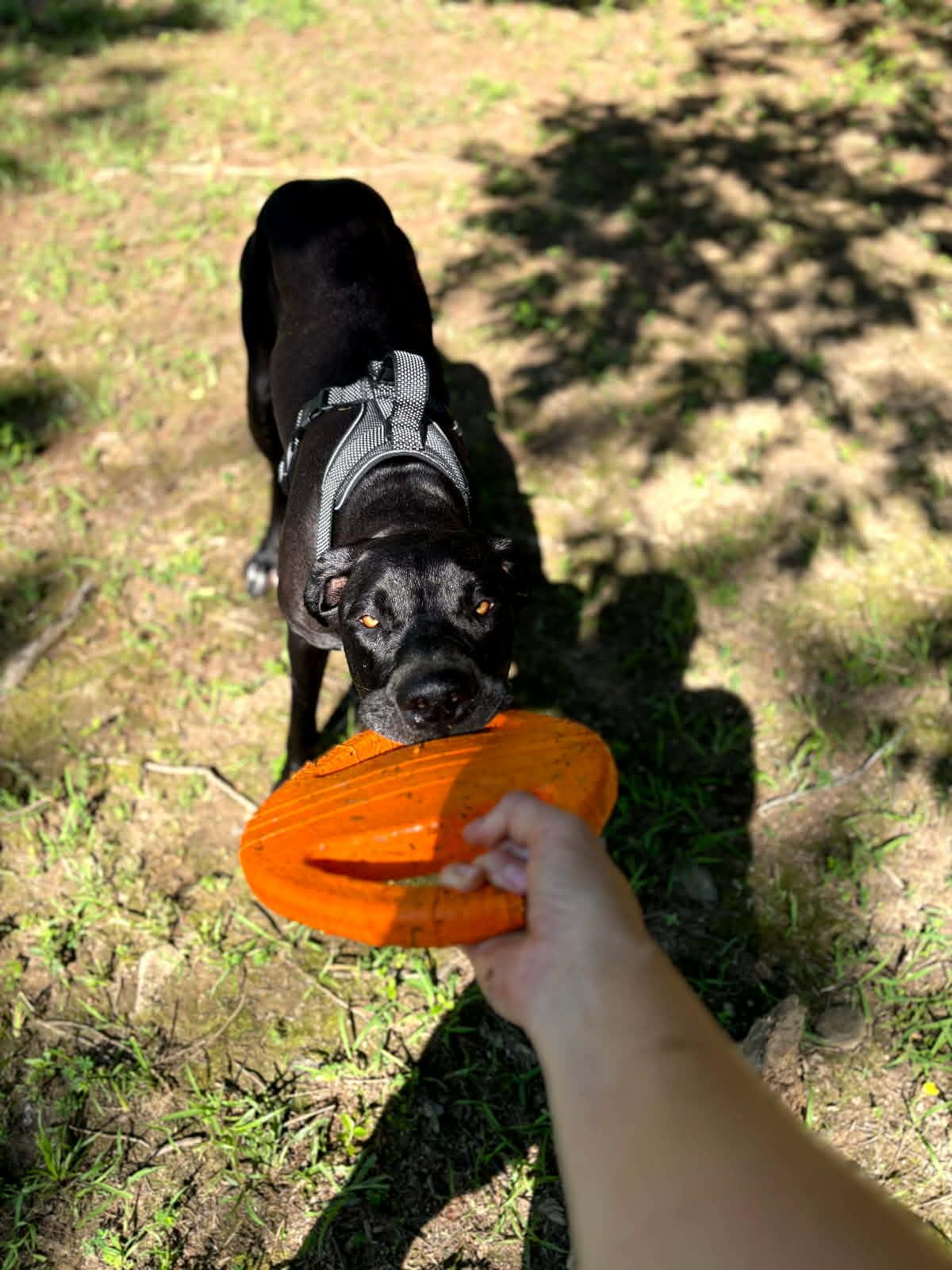 Enlarge Jovi, a Adoptable Great Dane in Rockport, IN image 5/6