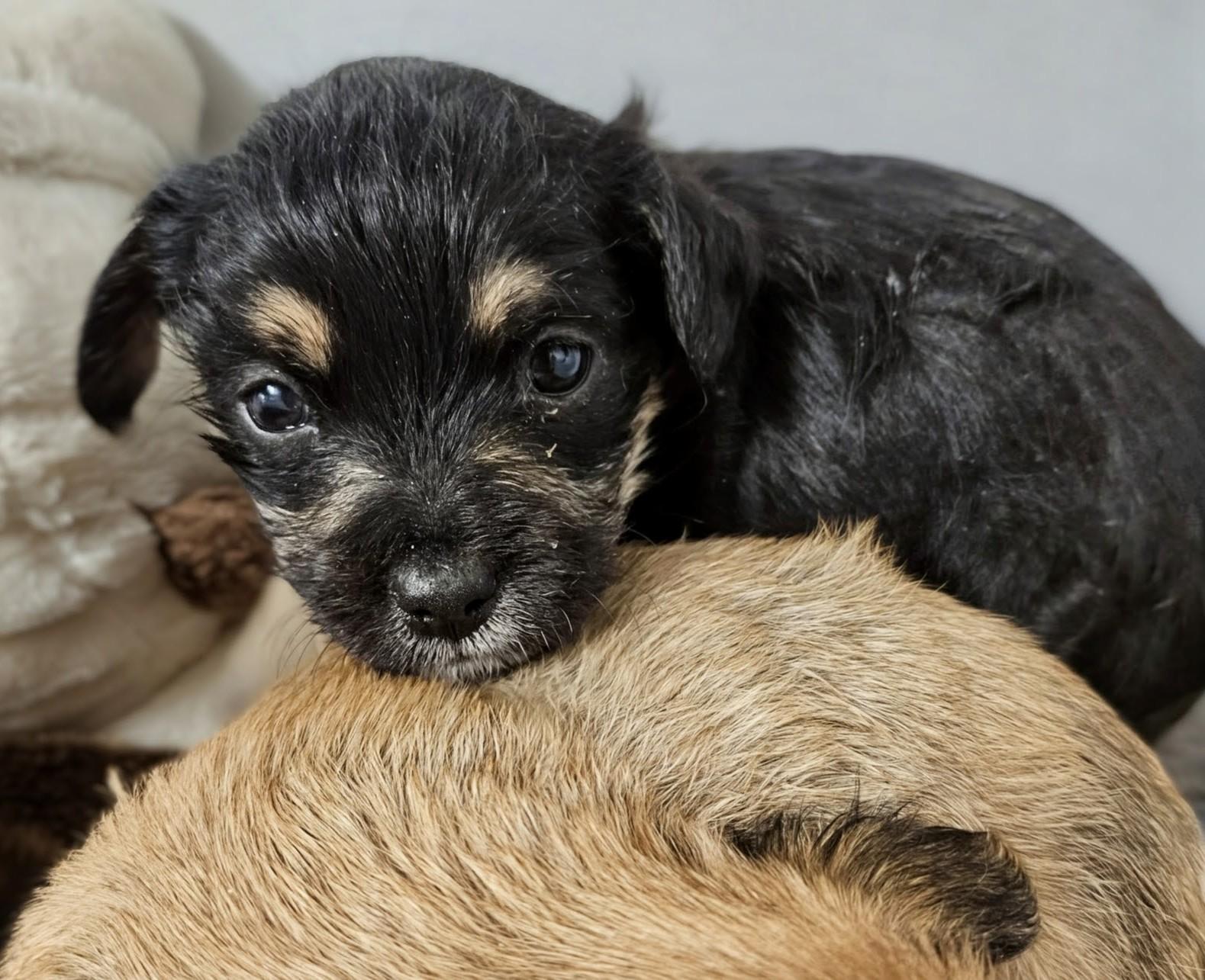 Burke, a Adoptable mixed breed in Richmond, KY image 2/3