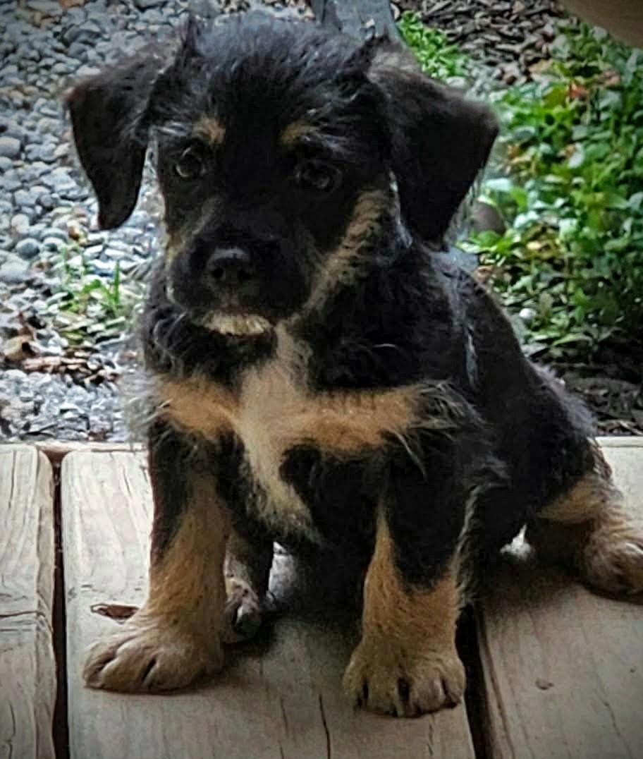 Enlarge Burke, a Adoptable mixed breed in Richmond, KY image 2/3