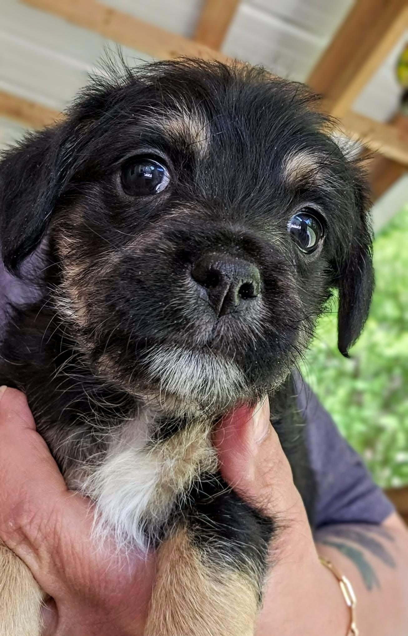 Burke, a Adoptable mixed breed in Richmond, KY image 3/3