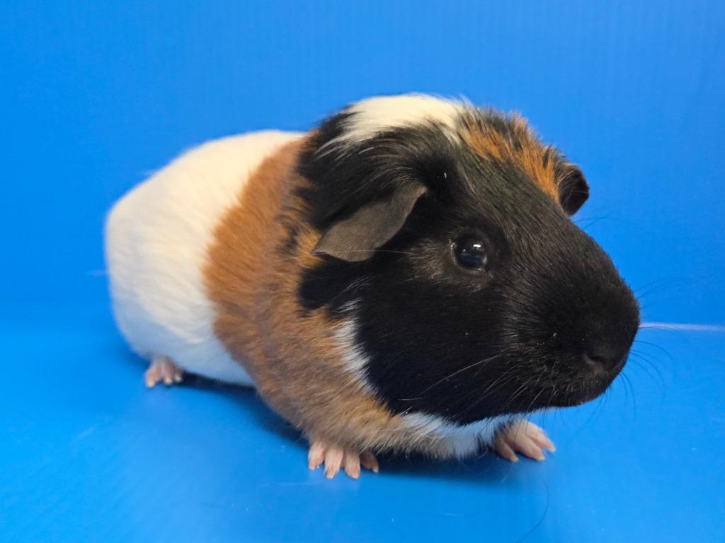 Enlarge Tommy, a Adoptable mixed breed in Lewisville, TX image 1/3