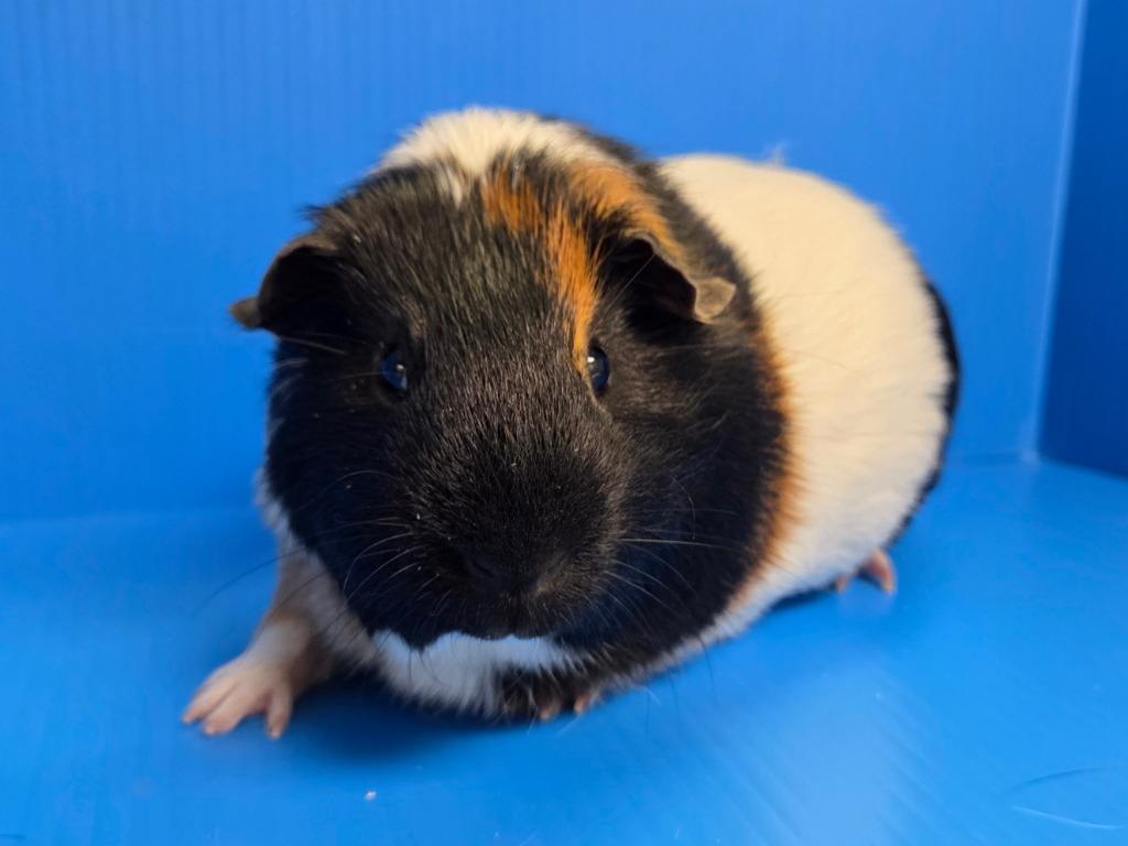 Enlarge Tommy, a Adoptable mixed breed in Lewisville, TX image 2/3