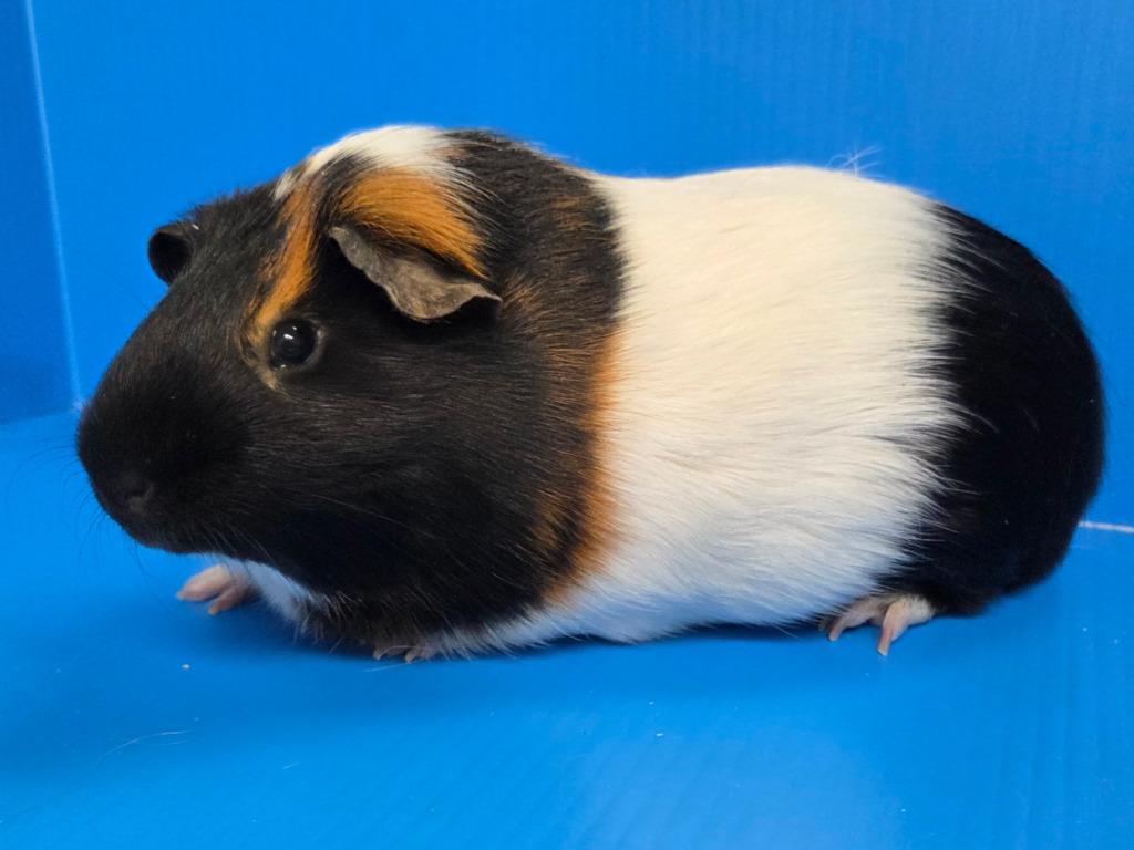 Enlarge Tommy, a Adoptable mixed breed in Lewisville, TX image 3/3