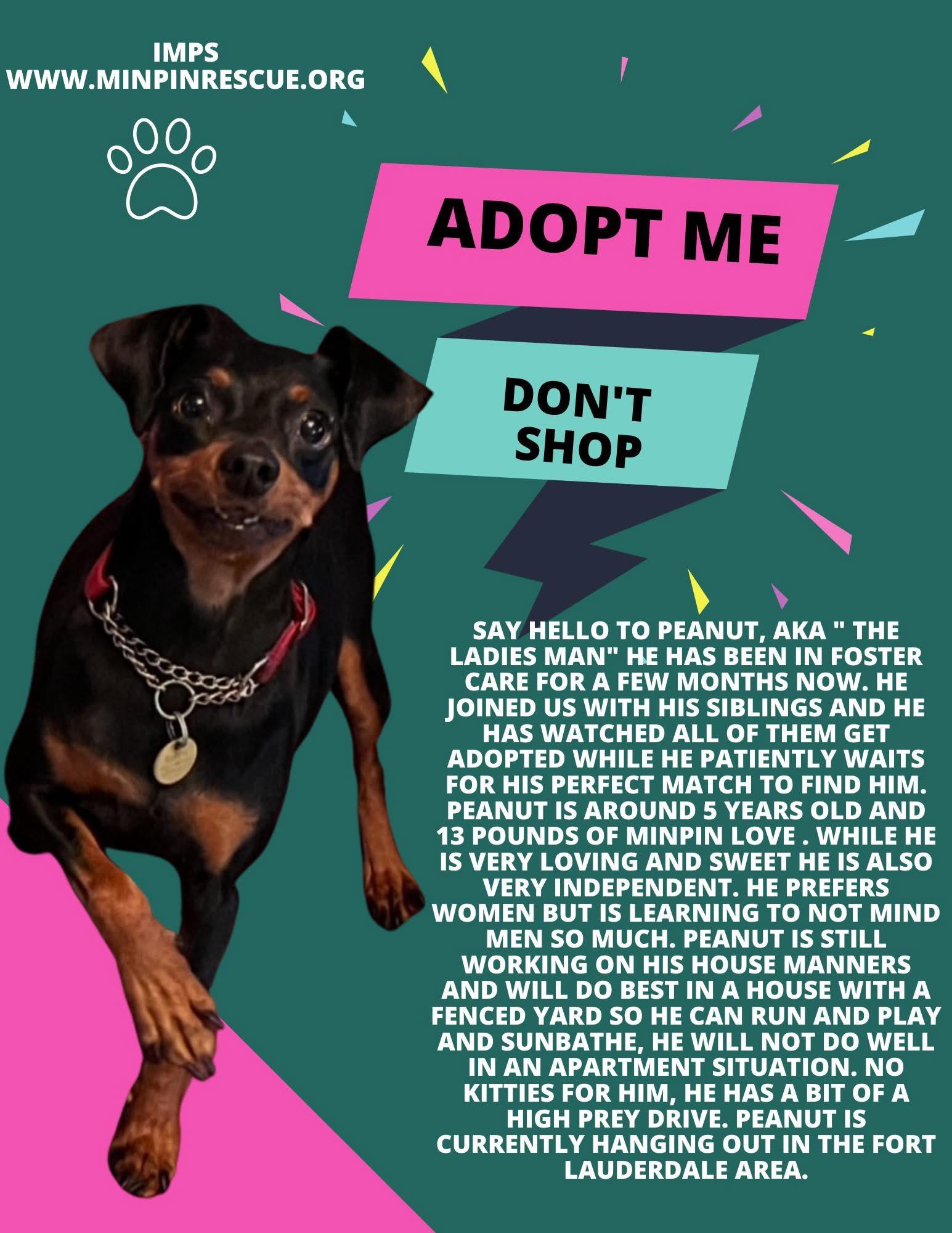 Enlarge Peanut, an adopted Miniature Pinscher in Pinellas Park, FL image 1/1