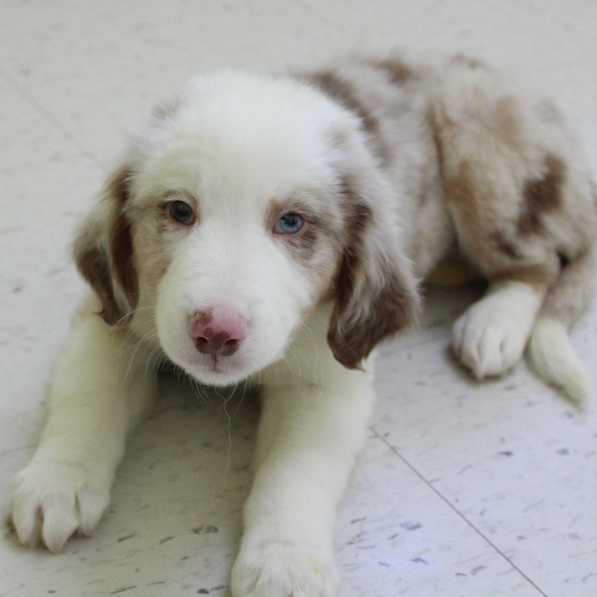 Grafton, an adopted Australian Shepherd in Eaton, OH image 3/4