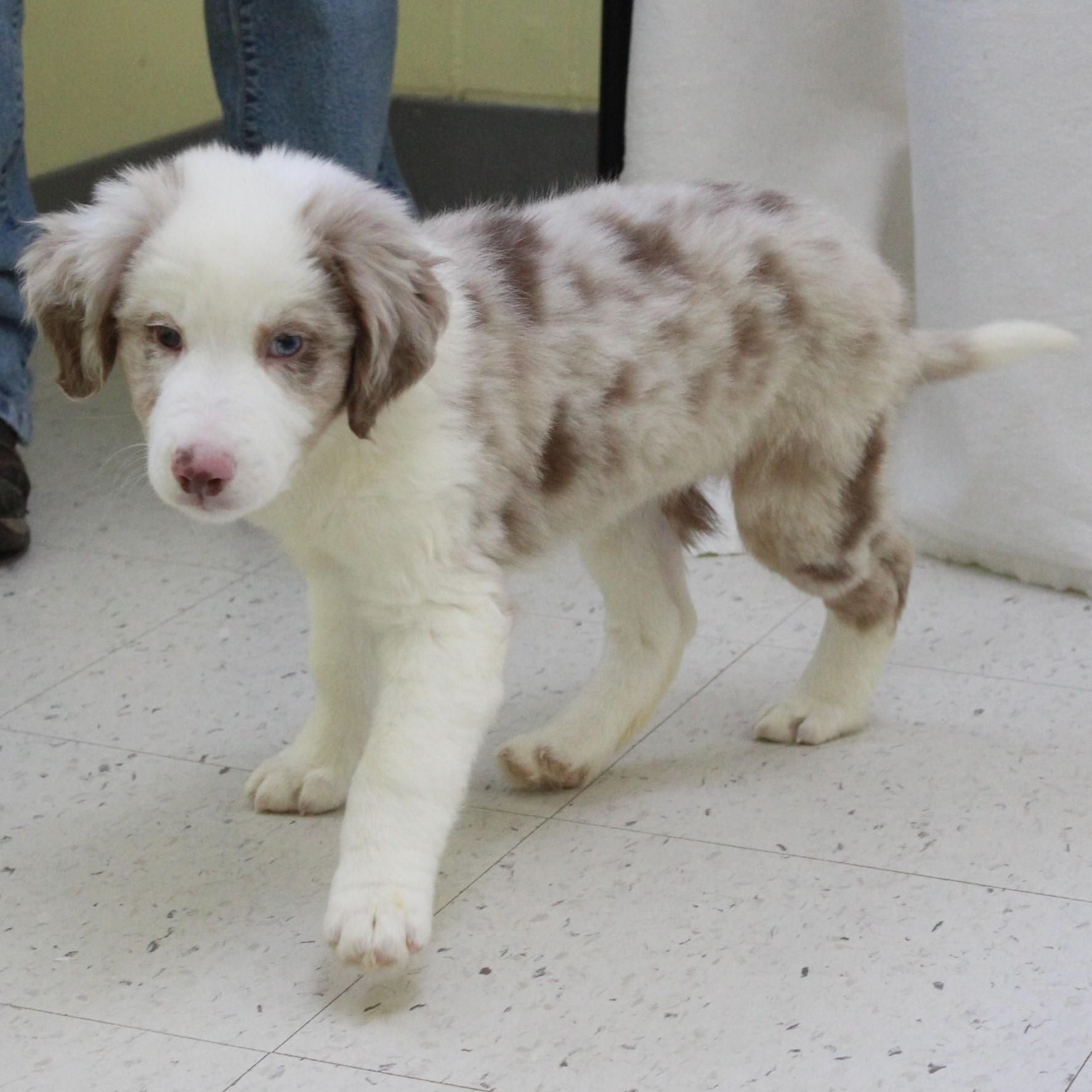 Grafton, an adopted Australian Shepherd in Eaton, OH image 4/4
