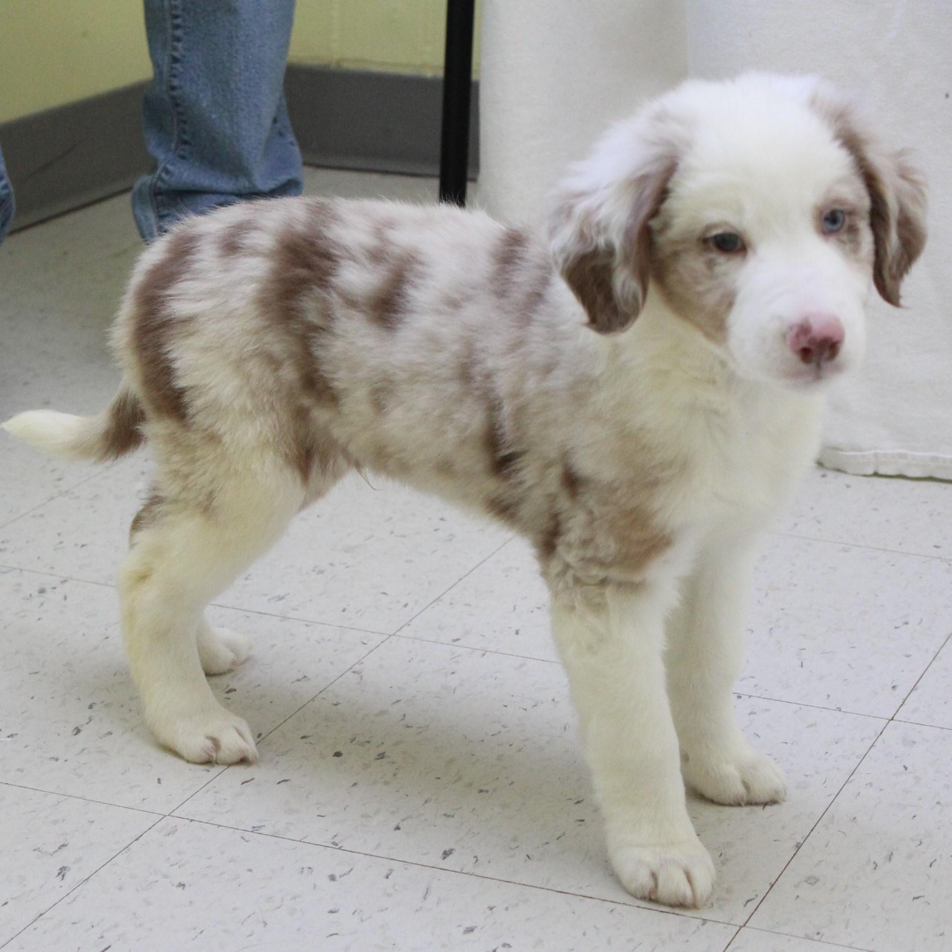 Grafton, an adopted Australian Shepherd in Eaton, OH image 2/4