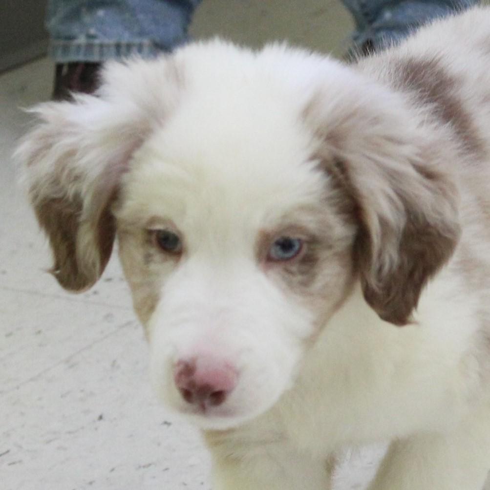 Grafton, an adopted Australian Shepherd in Eaton, OH image 1/4