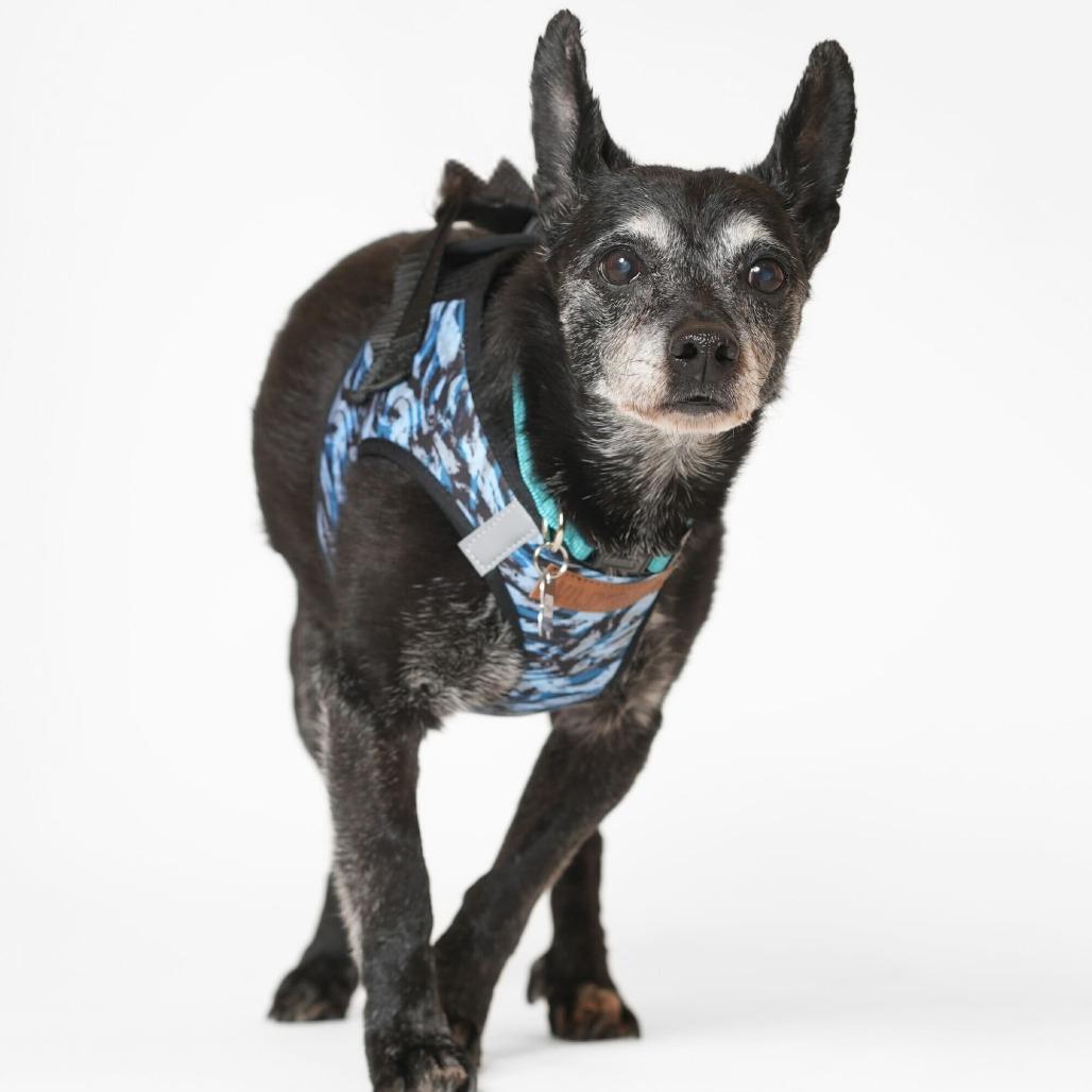 Enlarge Fortune 13822, a Adoptable Terrier in San Francisco, CA image 1/6