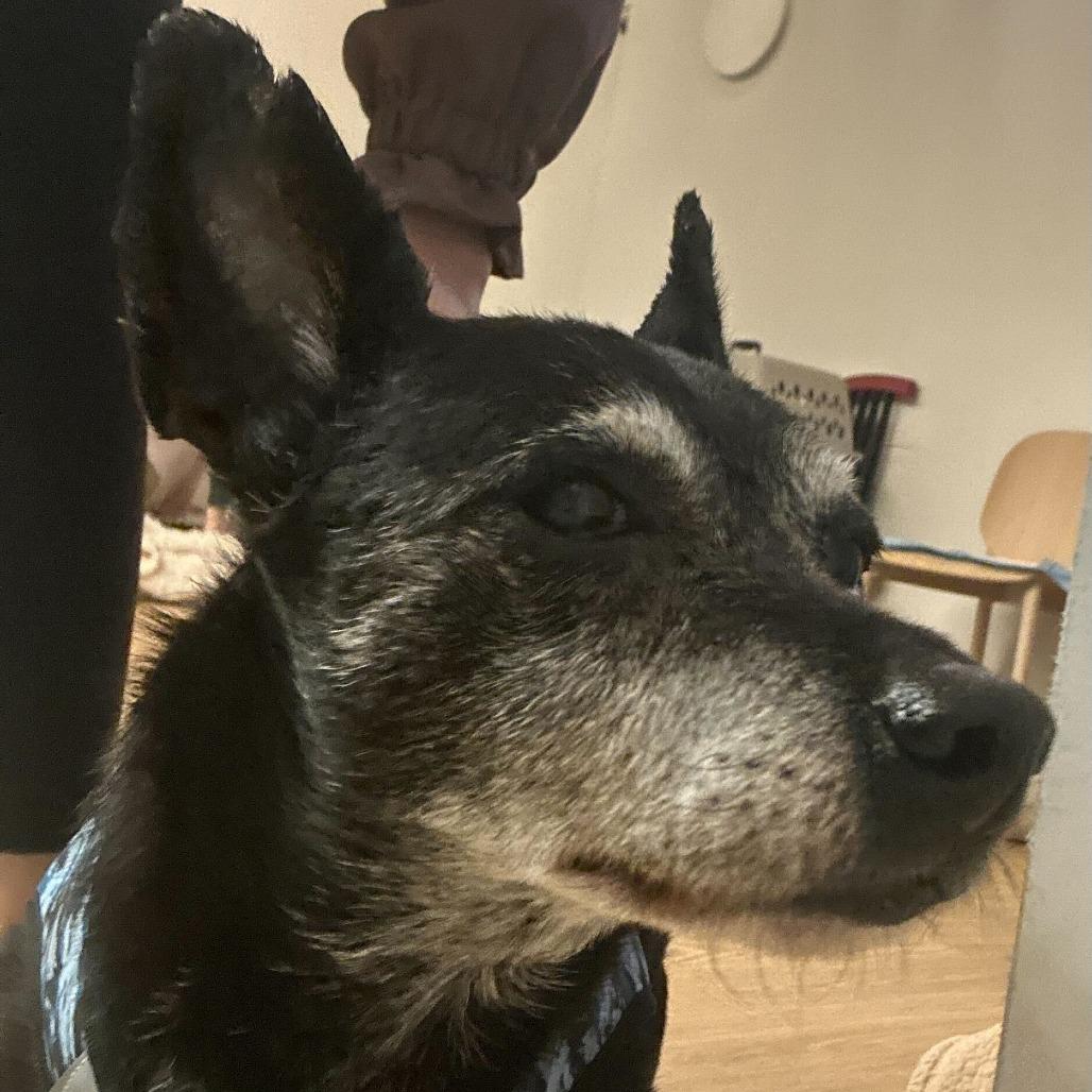 Enlarge Fortune 13822, a Adoptable Terrier in San Francisco, CA image 2/6