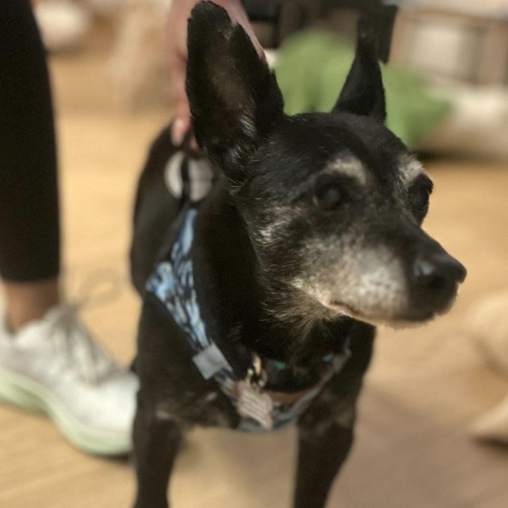 Enlarge Fortune 13822, a Adoptable Terrier in San Francisco, CA image 3/6