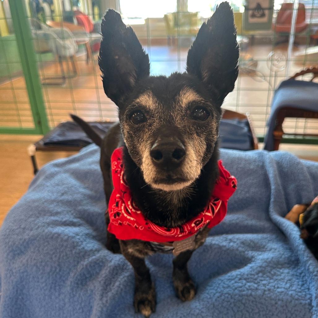 Enlarge Fortune 13822, a Adoptable Terrier in San Francisco, CA image 4/6