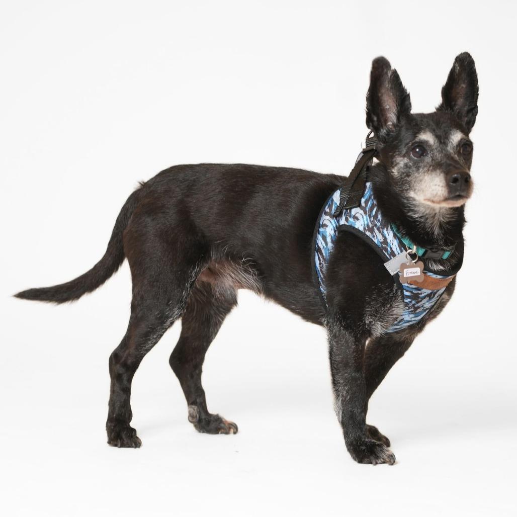 Enlarge Fortune 13822, a Adoptable Terrier in San Francisco, CA image 5/6