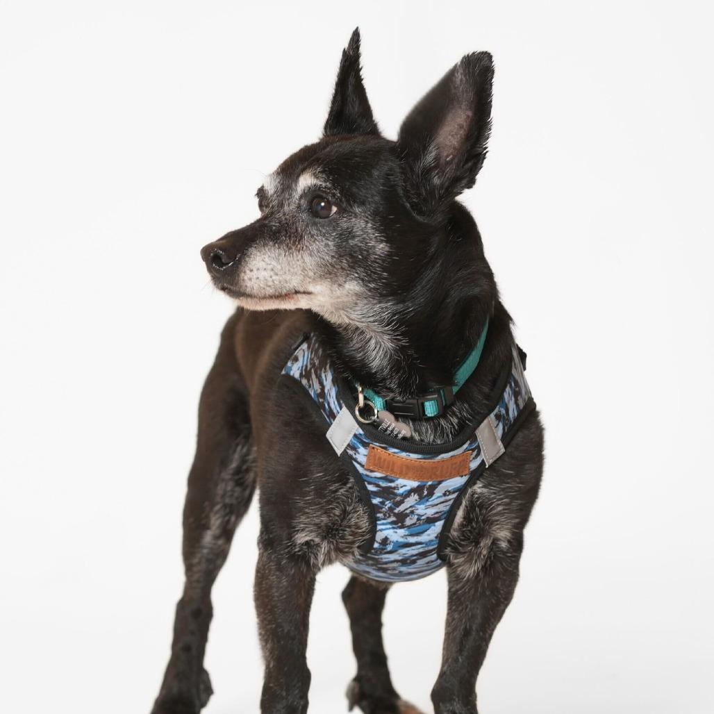 Enlarge Fortune 13822, a Adoptable Terrier in San Francisco, CA image 6/6