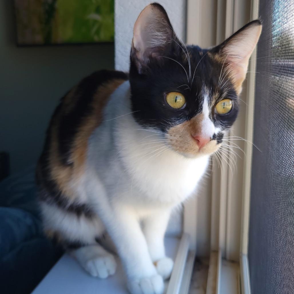 Enlarge Kona, a Adoptable Domestic Short Hair in Leander, TX image 1/2