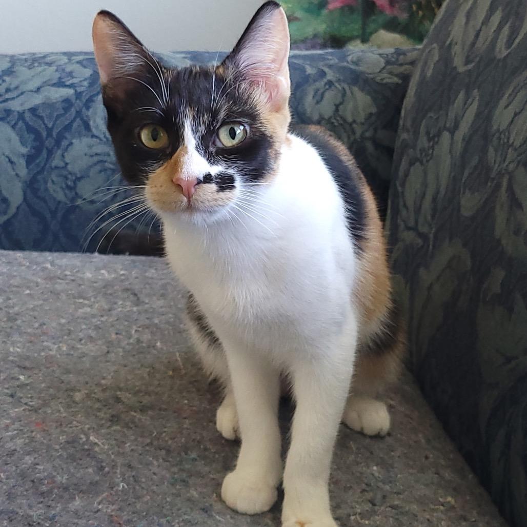 Enlarge Kona, a Adoptable Domestic Short Hair in Leander, TX image 2/2