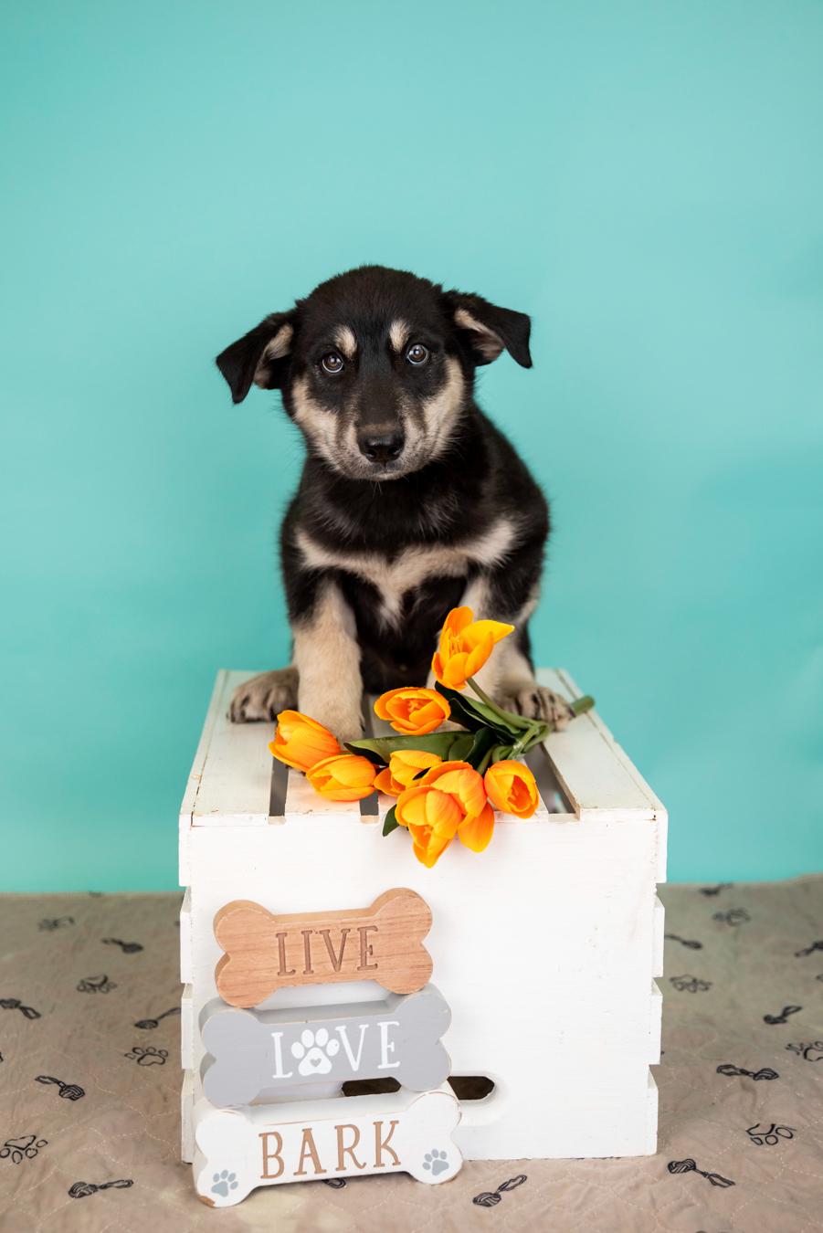 336-26, adopted, Puppy Male Husky.