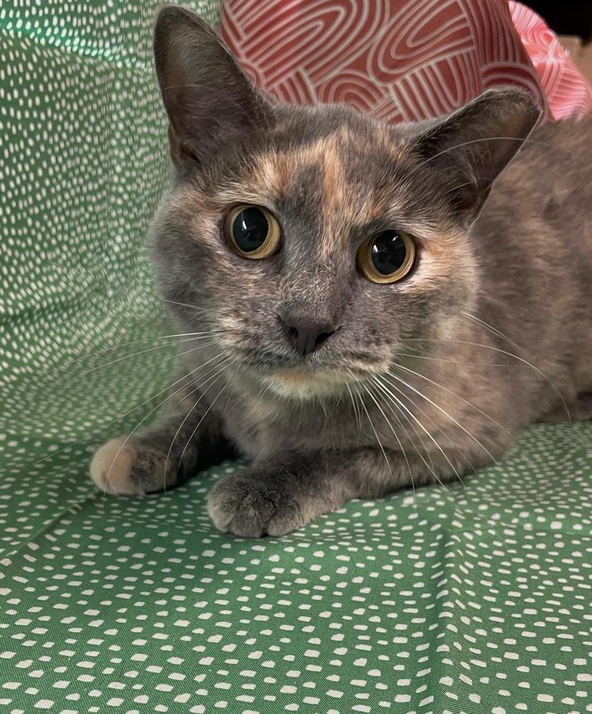 Enlarge Sky, a Adoptable Domestic Short Hair in Omaha, NE image 1/3