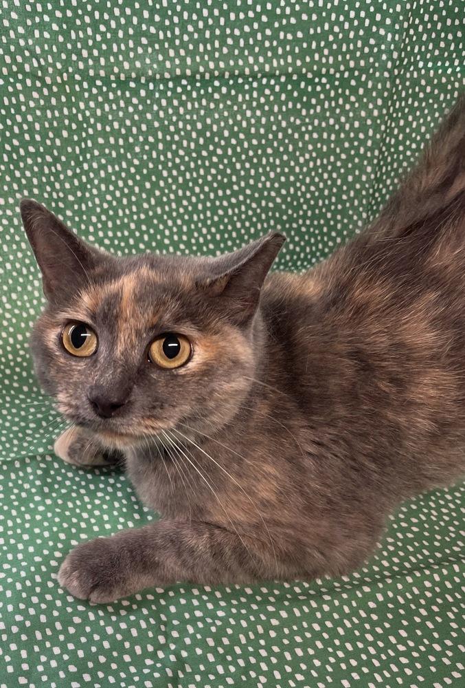 Enlarge Sky, a Adoptable Domestic Short Hair in Omaha, NE image 2/3