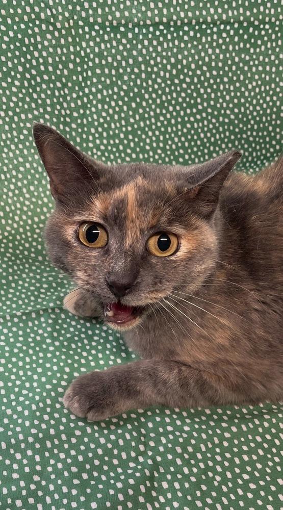 Enlarge Sky, a Adoptable Domestic Short Hair in Omaha, NE image 3/3