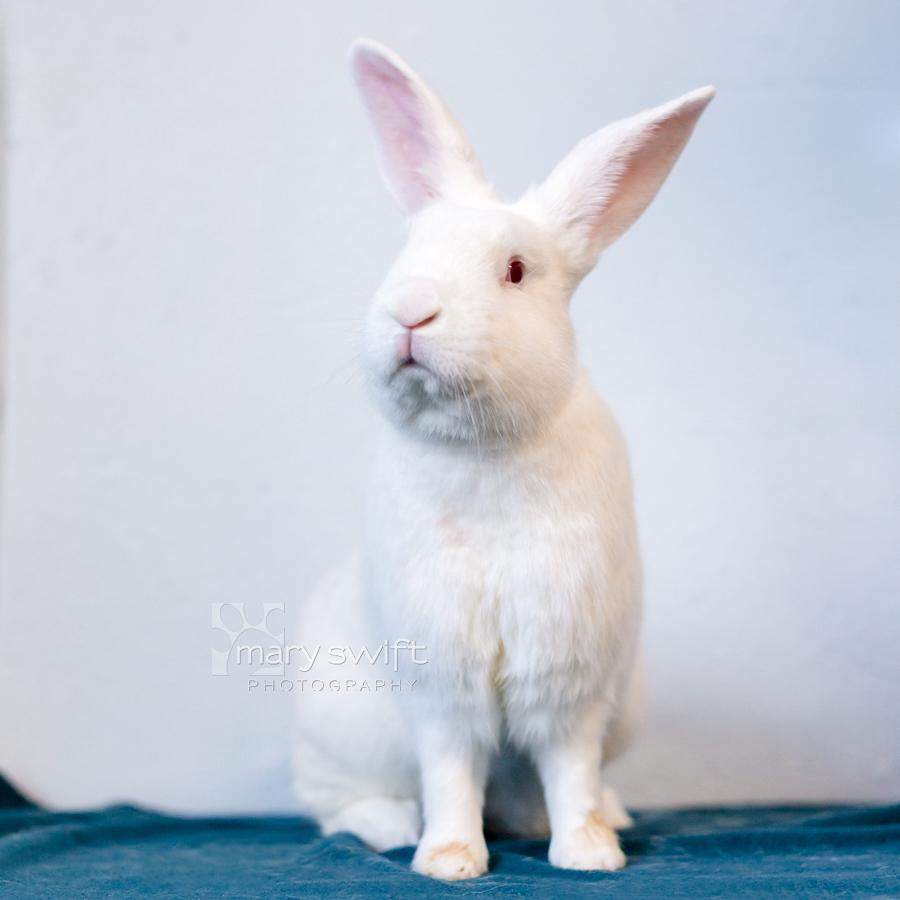 Enlarge Ludo, a Adoptable American in Reisterstown, MD image 1/3