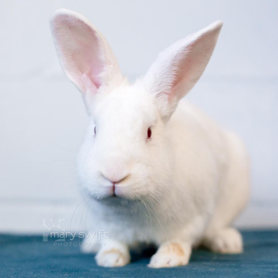 Enlarge Ludo, a Adoptable American in Reisterstown, MD image 2/3