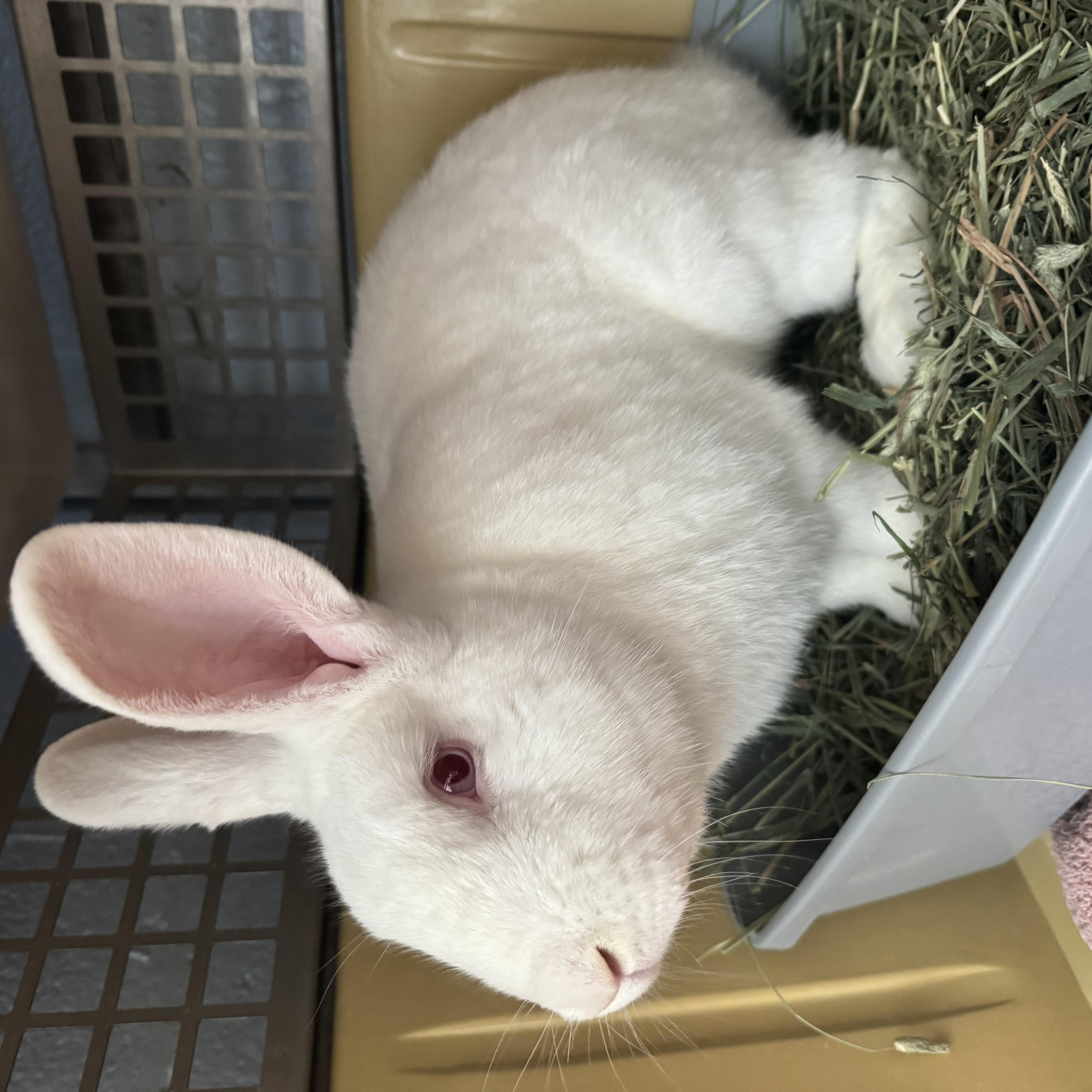 Enlarge Ludo, a Adoptable American in Reisterstown, MD image 3/3