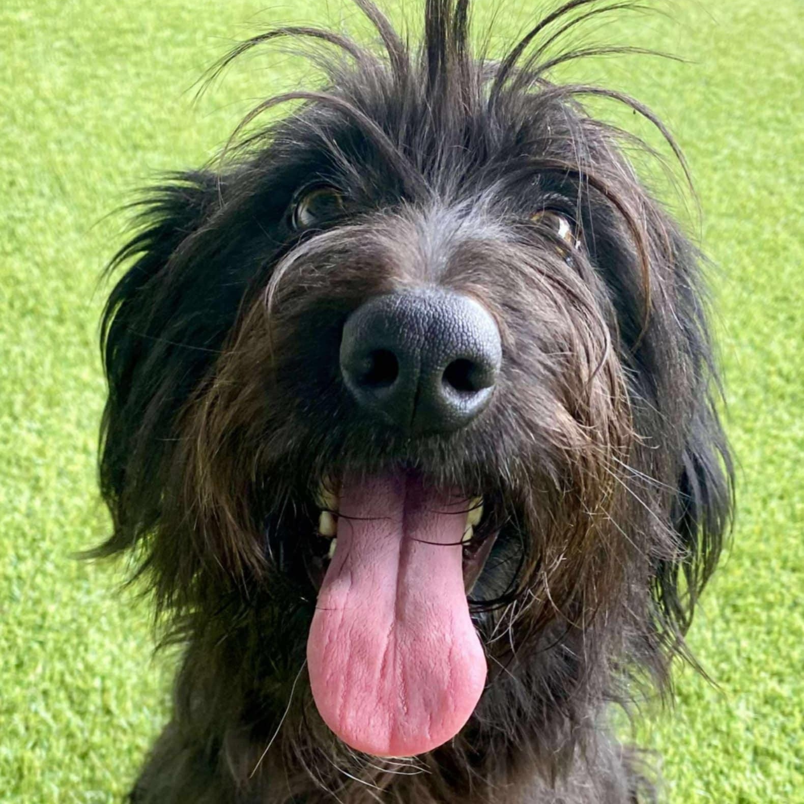 Endive-Foster Home Needed