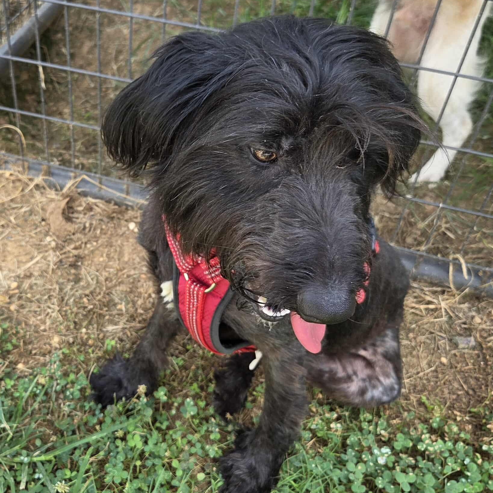 Endive-Foster Home Needed