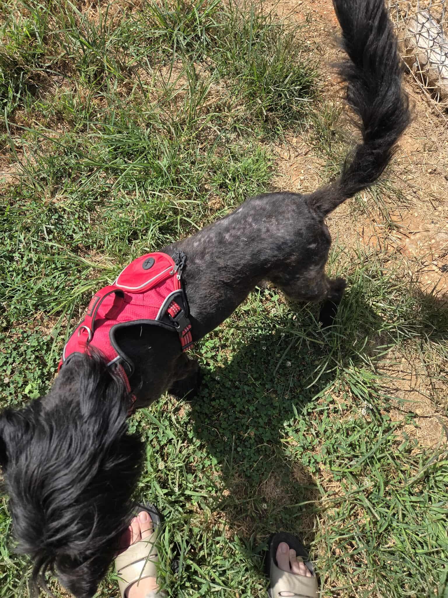 Endive-Foster Home Needed