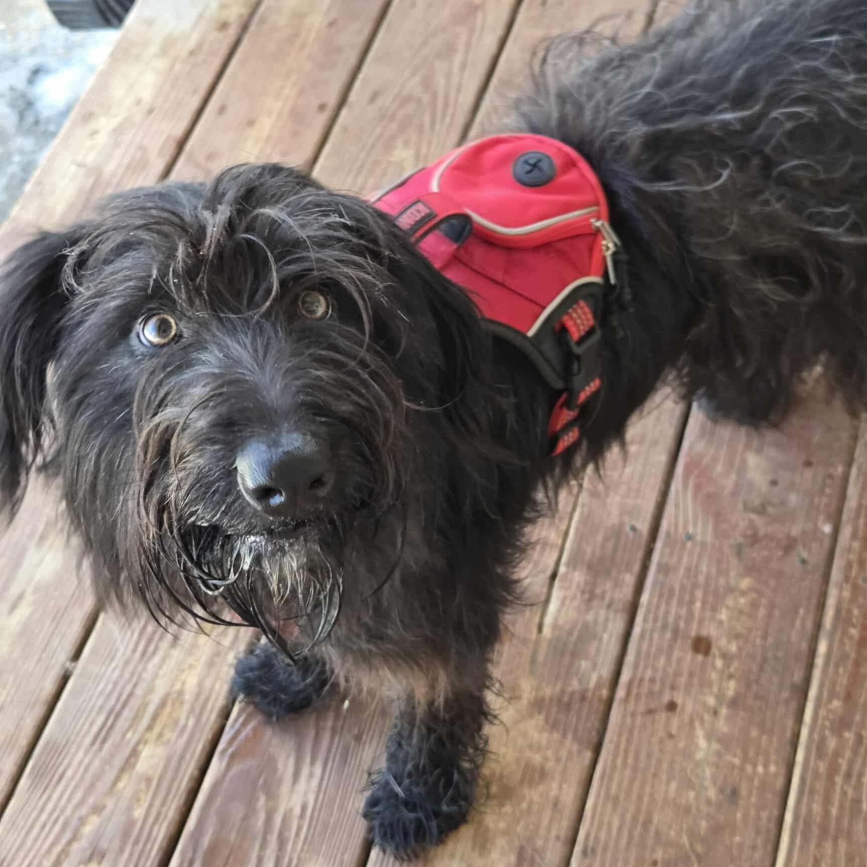 Endive-Foster Home Needed