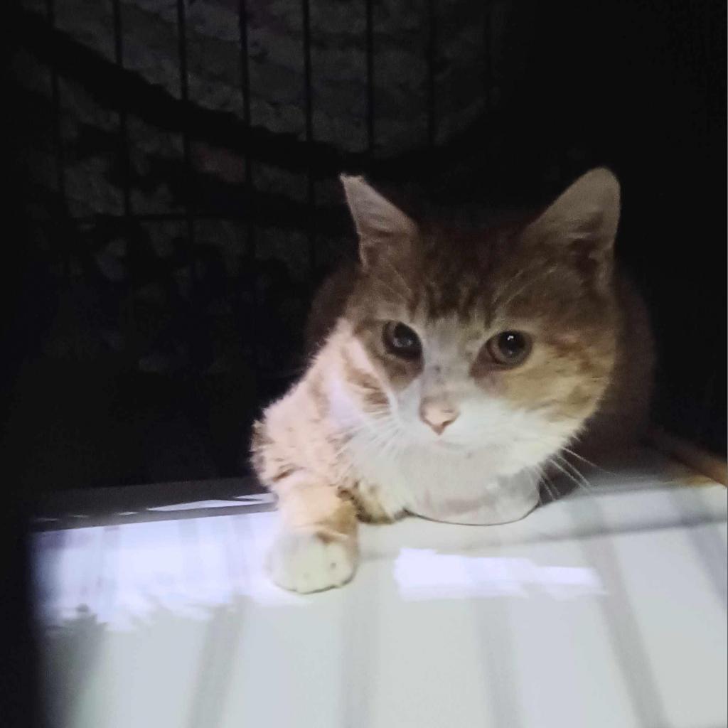 Arty Bowers, a found Domestic Short Hair in Woodstock, VA_image-1