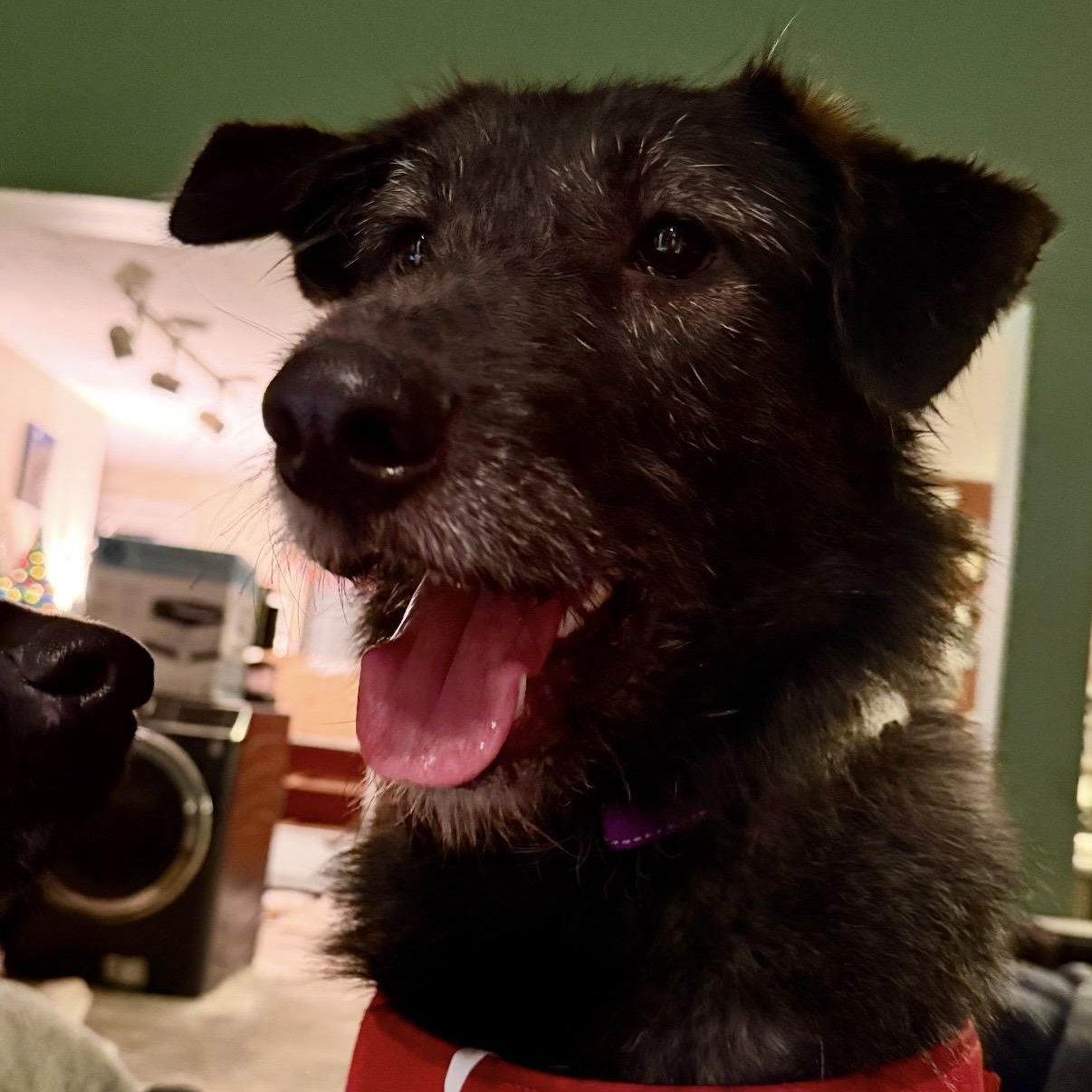 Diesel, ADOPTABLE, Young Male Irish Wolfhound & Terrier.
