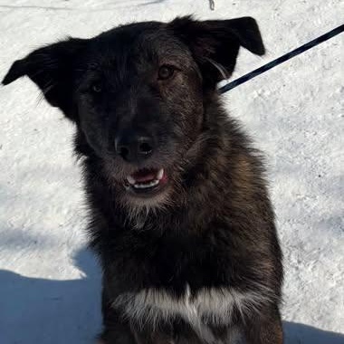 Enlarge Diesel, a ADOPTABLE mixed breed in Chugiak, AK image 2/2