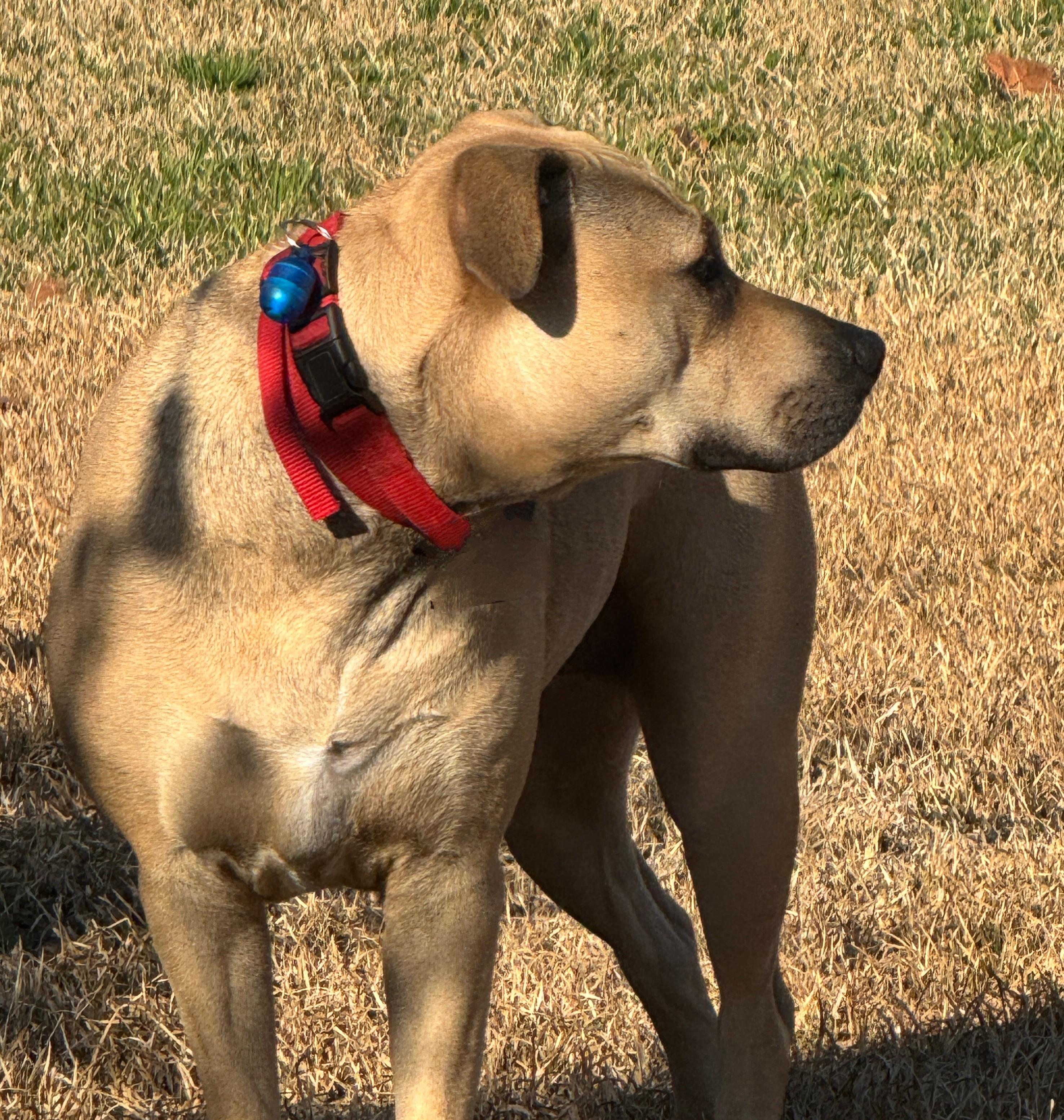 Bella, a Adoptable mixed breed in Atlanta, GA image 1/6