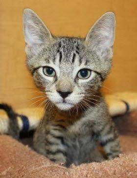 Sage, Adopted, Kitten Male Oriental Tabby.