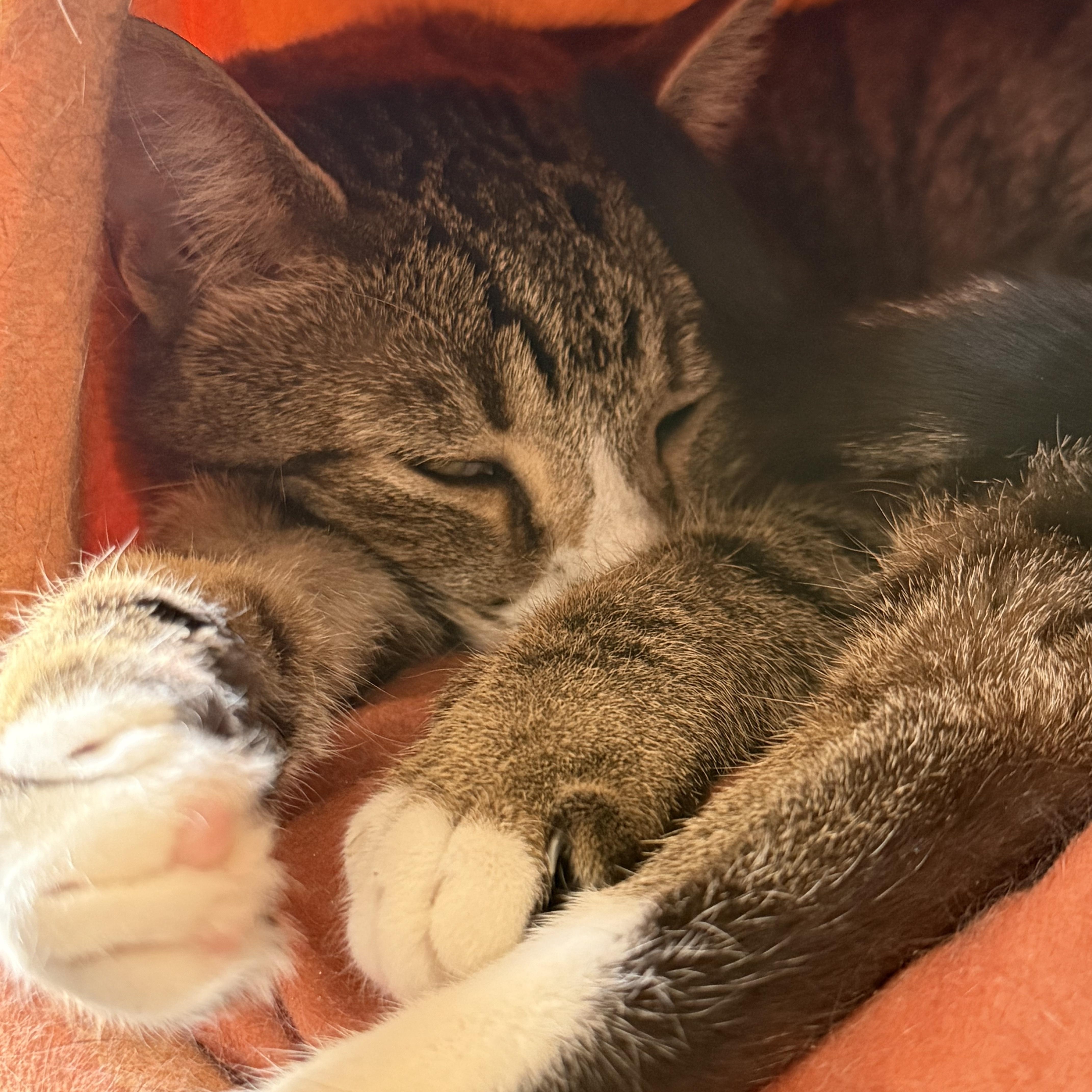 Enlarge Aphelion, a ADOPTABLE Domestic Short Hair in Joliet, IL image 2/2