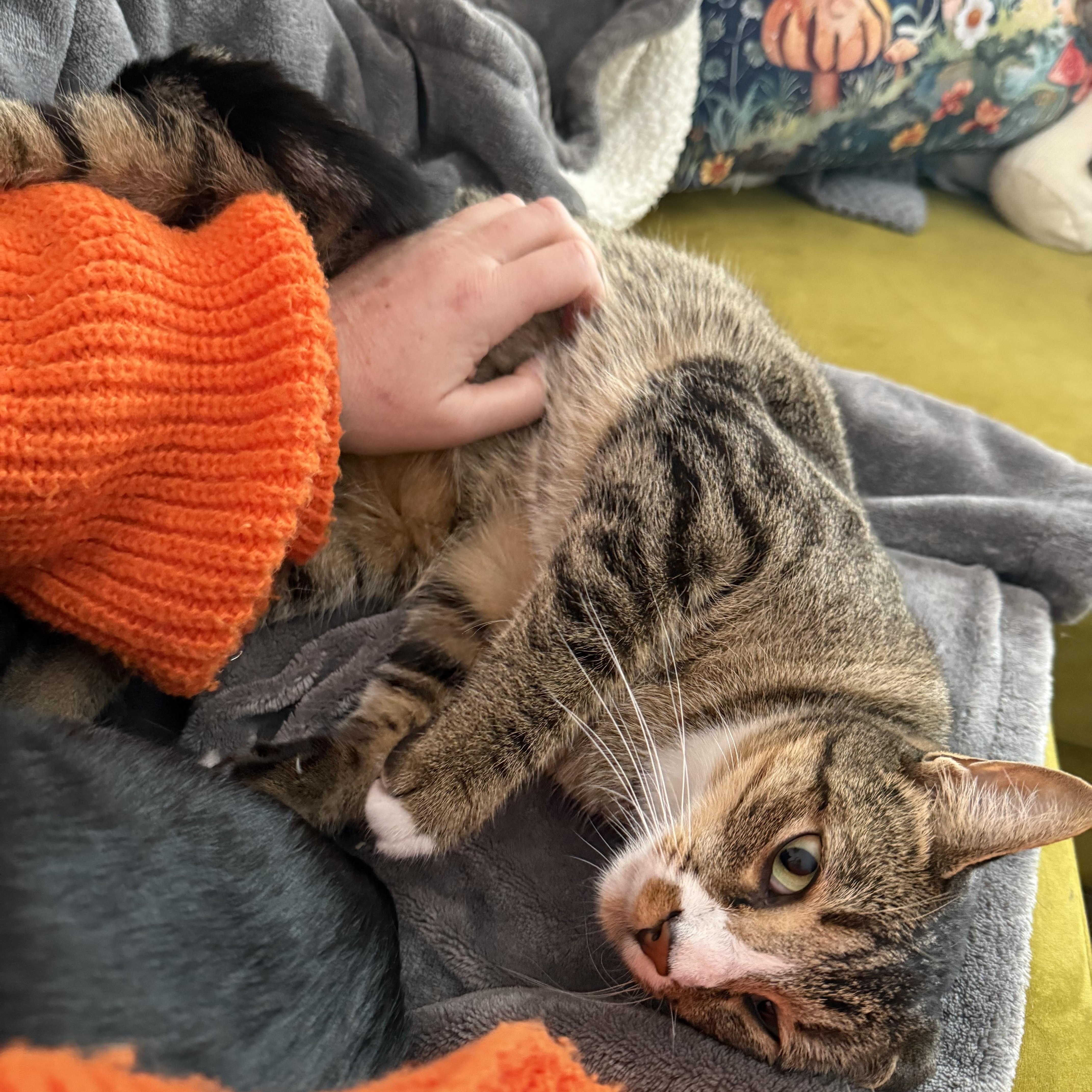 Aphelion, ADOPTABLE, Adult Female Domestic Short Hair.