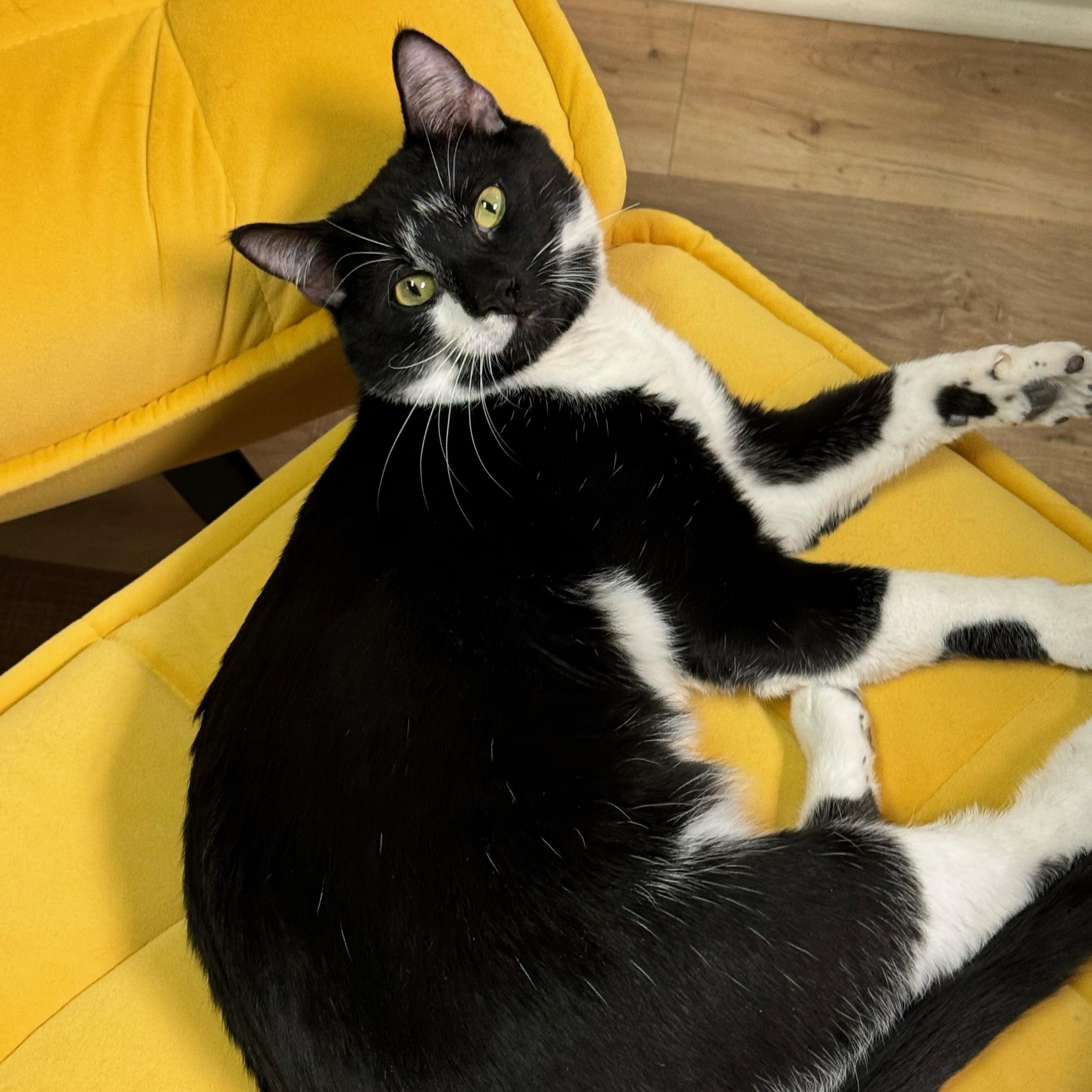Peter, Young Male American Shorthair